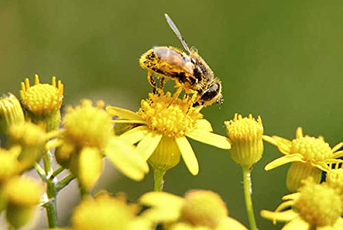 bodi : Bee Pollen Powder - 100% Pure Natural Chemical Free (4 8 16 32 oz) (12 oz)