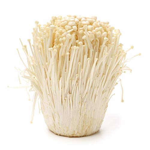 100 Grams of Enoki Mushroom Spawn Mycelium to Grow Gourmet and Medicinal Mushrooms at Home or commercially - Use to Grow on Sawdust Blocks - G1 or G2 Spawn