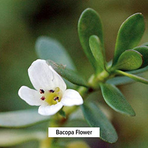 Banyan Botanicals Bacopa Powder, Spice Jar - USDA Organic - Bacopa monniera - Ayurvedic Herb for Memory & Focus