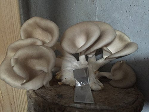 2funguys 12" Mushroom Log DIY Oyster Mushrooms Ready to Grow Your Own