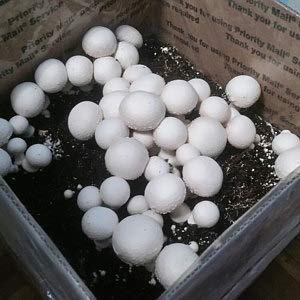 Gift Certificate for Agaricus Mushroom Growing Kit (Choice of White Button or Crimini/Portabella)