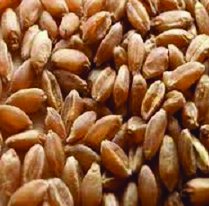 Todd's Seeds - 1 Pound of Wheatgrass Seeds - Non GMO Sprouting Seeds - Grind Into Whole Wheat Flour - Pet Grass - Cat Grass for Indoor Cats - Wheat Grass Seeds