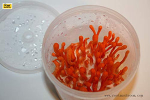 Root Mushroom Farm- 30 Mushroom Liquid Cultures /Cordyceps Militaris(Scarlet Caterpillarclub )