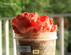 Root Mushroom Farm- 30 Mushroom Liquid Cultures /Pink Oyster(Pleurotus djamor)