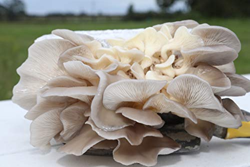 Oyster Mushroom Growing Kit Log Organic Non-GMO 3 lbs Log by Dave Mushroom farm - Grow Your own Delicious Organic Oyster Mushrooms at Home