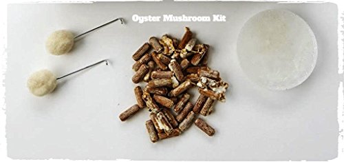 2funguys Oyster Mushroom Plug Spawn Starter Kit - Grow Mushrooms at Home