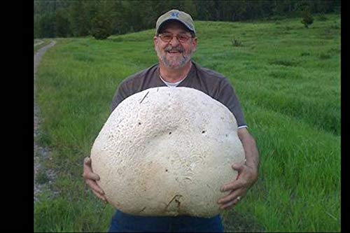 Spores Puffball Giant Mushrooms Mycelium Seeds Spawn Substrate for Planting Non GMO