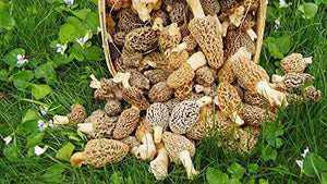 KCHEX Morel Mushroom Spores in Sawdust Bag Garden Mushrooms Spore Grow Kit Makes 5 gal