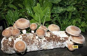 Root Mushroom Farm- Shiitake Mushroom Growing Kit-Start it Right Away Once Received