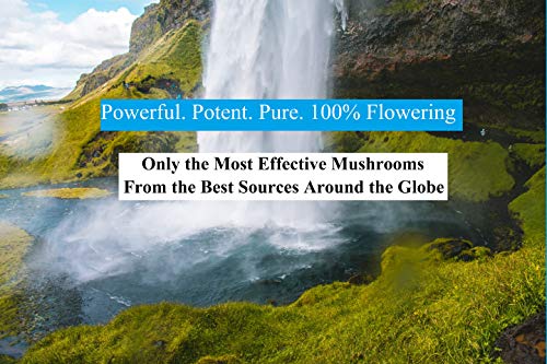 Mushroom Extract Powder - Powerful 10 Blend, Organic Lions Mane, Cordyceps, Reishi, Shiitake, Turkey Tail Mushrooms Nootropic Brain Supplement for Energy, Calm, Focus & Immune System Booster