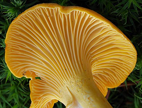 CEMEHA SEEDS Mushrooms Golden Chanterelle (Cantharellus cibarius) Mycelium Spores Spawn Dried Organic