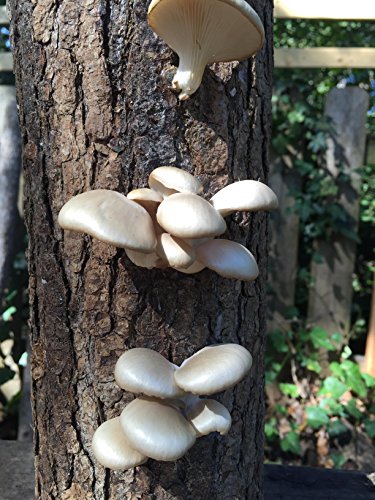 12" Oyster Mushrooms Mushroom Log DIY Ready to Grow Your Own