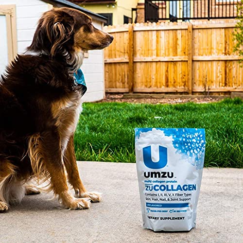 UMZU zuCollagen Protein - Multi Collagen Protein Powder, Daily Supplement to Improve Skin, Hair, Joints, and Muscle Recovery - Non-GMO, Unflavored, 20 Servings