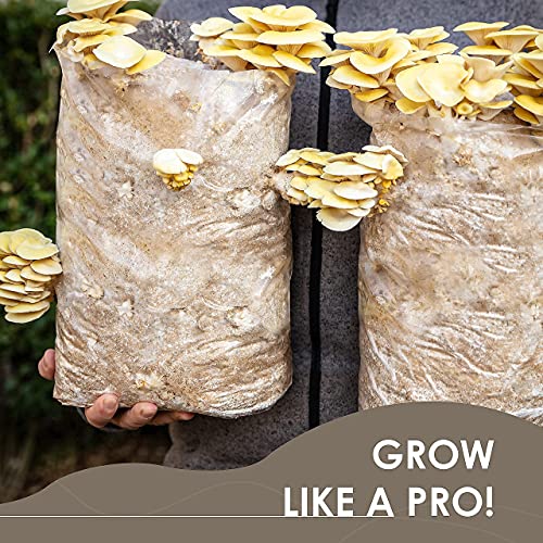 Large Mushroom Grow Bags - Clear for Easy Viewing & Tear Resistant 8mm Thick Growing Bags - Autoclavable Spawn Bags with Breathable Micron Filters - Mushroom Bag Kit to Add Substrate & Grow Like a Pro