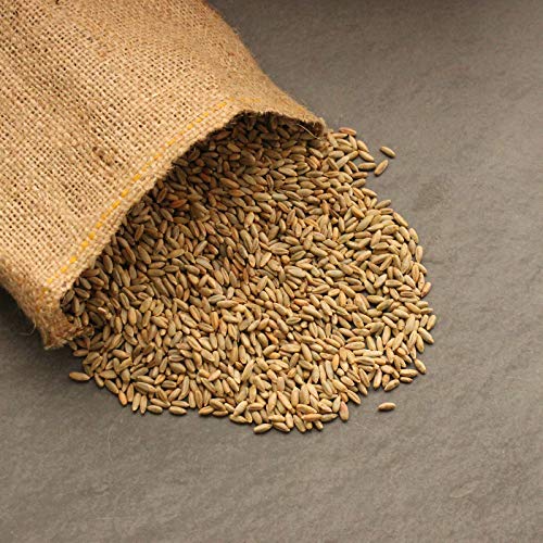 35 Lb Bulk Organic Rye Grain Seeds - Rye Seed for Sprouting Rye Berries, Rye Seeds for Organic Rye Flour, Rye Meal, Rye Pasta, Marble Rye Bread, Rye Grain Berries, Cracked Rye Berries, and Rye Grass