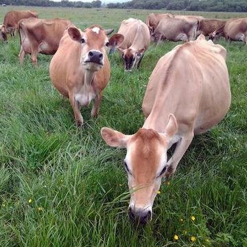 Raw Grass Fed Whey 5LB - Happy Healthy Cows, COLD PROCESSED Undenatured 100% Grass Fed Whey Protein Powder, GMO-Free + rBGH Free + Soy Free + Gluten Free, Unflavored, Unsweetened (5 LB BULK, 90 Serve)