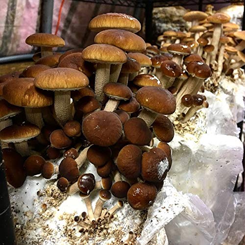 100 Grams/4 oz of Pioppini Mushroom Spawn Mycelium to Grow Gourmet and Medicinal Mushrooms at Home or commercially - Use to Grow on Straw or Sawdust Blocks - G1 or G2 Spawn