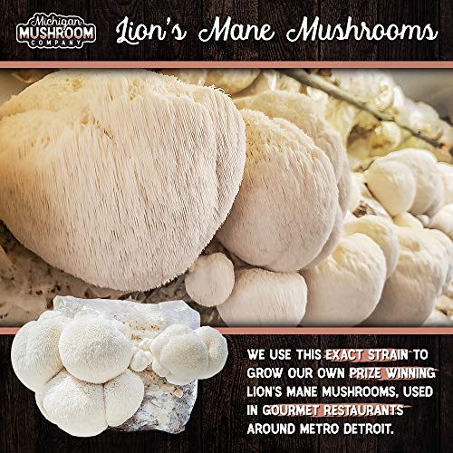 Grow Your Own Mushrooms Kit - Fully Colonized Lion's Mane Mushrooms - Indoor Grow Kit - Grow up to 4 Pounds