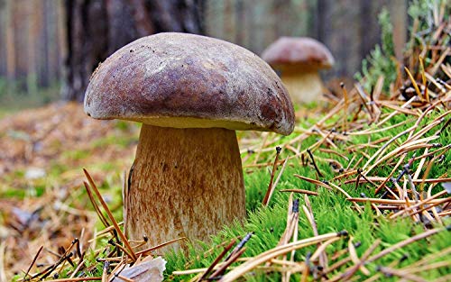 Seeds Porcini Mushroom King Bolete Mycelium Spawn Dried Spores Kit for Planting Non GMO