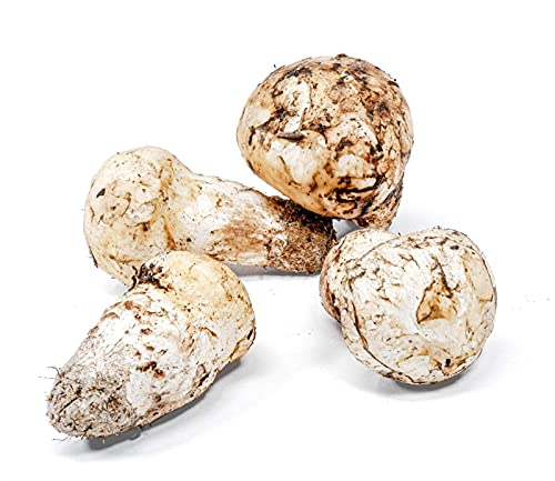 West Coast Wild Foods | Dried Wild Mushrooms (Matsutake - Pine, 0.5lb)