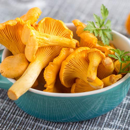 CEMEHA SEEDS Mushrooms Golden Chanterelle (Cantharellus cibarius) Mycelium Spores Spawn Dried Organic