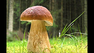 Seeds Porcini Mushroom King Bolete Mycelium Spawn Dried Spores Kit for Planting Non GMO