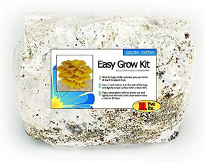 Golden Oyster Easy Grow Mushroom Kit - XL 5 Pound Ready-to-Fruit