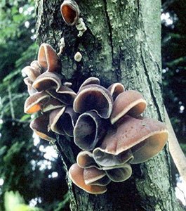 Root Mushroom Farm- 30 Mushroom Liquid Cultures /Wood Ear(Auricularia Auricula-judae)