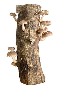 12" Shiitake Mushroom Log, Edible Mushrooms. Mushroom Farmer