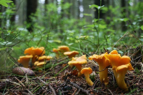 CEMEHA SEEDS Mushrooms Golden Chanterelle (Cantharellus cibarius) Mycelium Spores Spawn Dried Organic