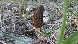 NIKA SEEDS - Black Morel Mushrooms Spores on Grains - 100 Seeds