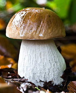 Seeds Porcini Mushroom King Bolete Mycelium Spawn Dried Spores Kit for Planting Non GMO