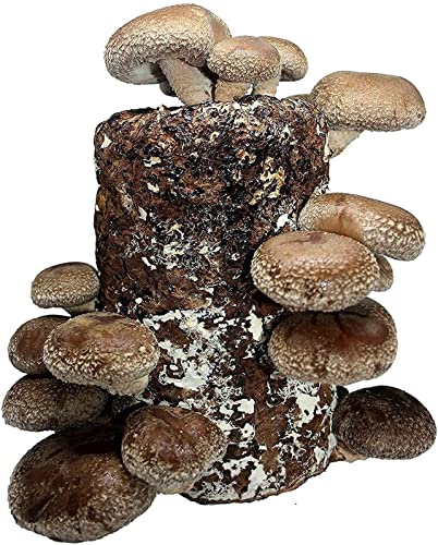 Organic Shiitake Mushroom Grow Kit