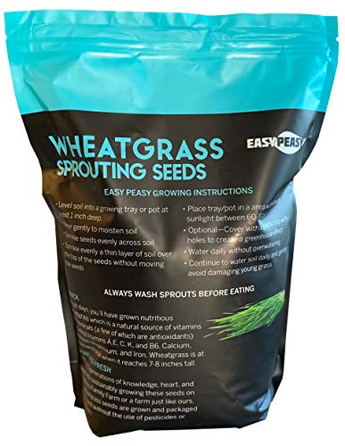 Wheatgrass Seeds | Non GMO | Grown in USA Wheat Grass Seeds | from Our Farm to Your Table (5 Pound)