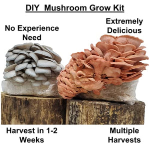 2 Pack DIY Mushroom Home Grow Kit | Perfect for First Time Growers | No Experience Needed | Guaranteed Success | Same Day Shipping | Easy to Grow