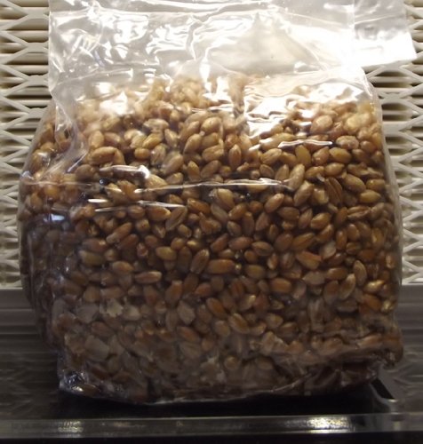 2 One Pound Bags of Sterilized Rye Berry Mushroom Spawn.