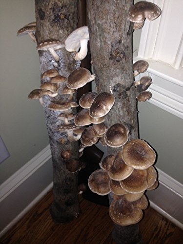 12" Mushroom Log DIY Shiitake Mushrooms Ready to Grow Your Own