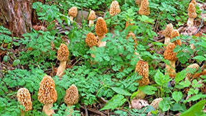 Morel Mushroom Spores in Sawdust Bag Garden Mushrooms Spore Grow Kit Makes 5 gal…