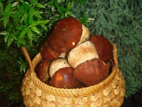 Seeds Porcini Mushroom King Bolete Mycelium Spawn Dried Spores Kit for Planting Non GMO