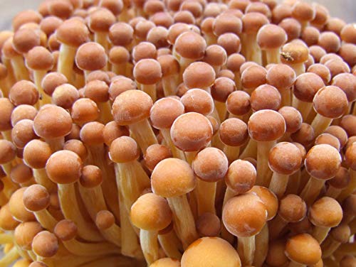 Root Mushroom Farm- 30 Mushroom Liquid Cultures /Golden Enoki(Flammulina velutipes)