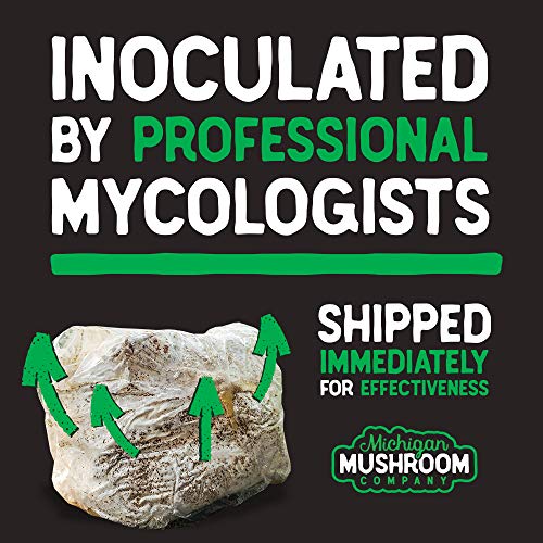 CO2 Emitting Reishi Mushroom Kits - Carbon Dioxide Booster (Standard) - PRE-Activated