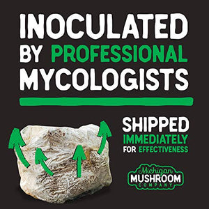 CO2 Emitting Reishi Mushroom Kits - Carbon Dioxide Booster (Standard) - PRE-Activated