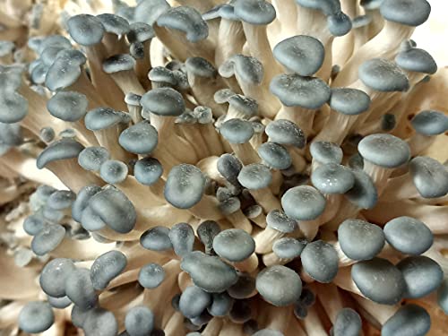 Blue Oyster Easy Mushroom Grow Kit - XL 5 Pounds for Big Flushes!