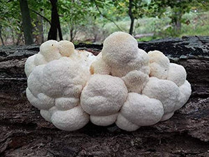 Mushroom Man LLC, Lion's Mane - Hericium erinaceus Mushroom Mycelium Plug Spawn