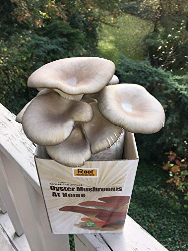 Root Mushroom Farm— Oyster Mushroom-All in one Gourmet Mushroom Growing kit(Packaging May Vary)