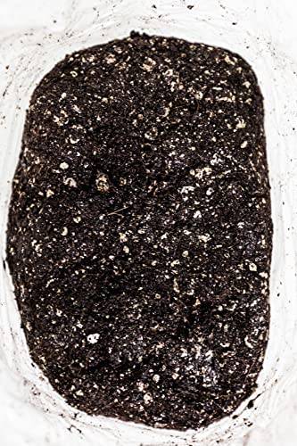 MushroomSupplies.com Mushroom Growing Substrate Bag | Pasteurized Soybean Hull, Vermiculite, Coco Coir & Gypsum | 0.5 Micron Filter Mycobag Grow Kit |Mycology Cultivation Supplies | Monotub Ready