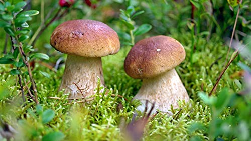 Seeds Porcini Mushroom King Bolete Mycelium Spawn Dried Spores Kit for Planting Non GMO