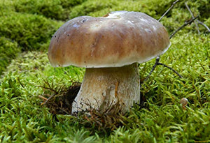 CEMEHA SEEDS Porcini Mushroom (King Boletus) Mycelium Spores Spawn Dried Organic