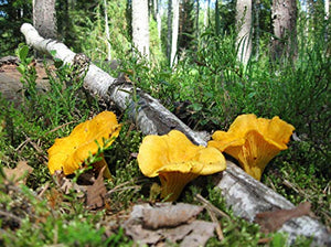 CEMEHA SEEDS Mushrooms Golden Chanterelle (Cantharellus cibarius) Mycelium Spores Spawn Dried Organic