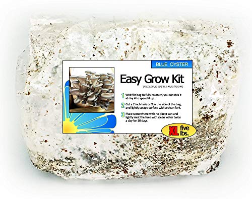 Blue Oyster Easy Mushroom Grow Kit - XL 5 Pounds for Big Flushes!